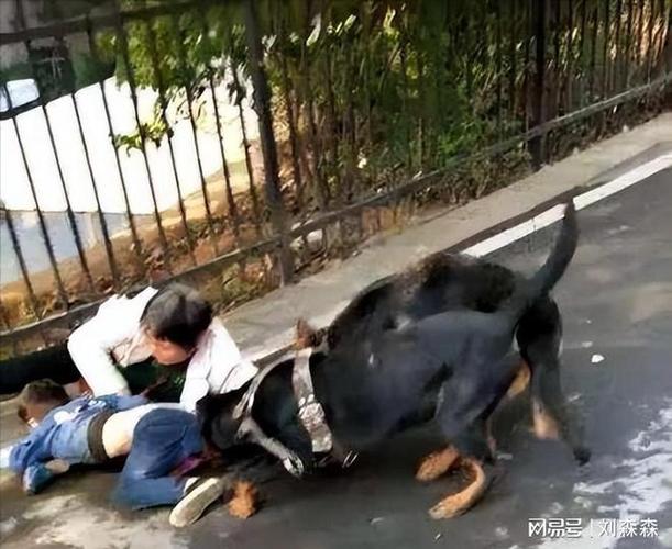 7岁男孩遭3只犬撕咬,7岁男孩遭3只犬撕咬怎么办