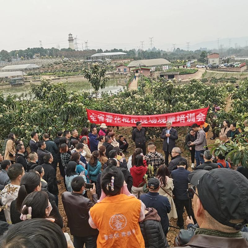 老人上树摘枇杷被困,爬树摘枇杷