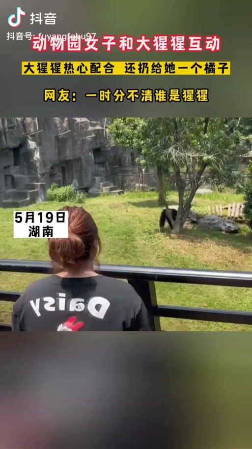 被大猩猩反向投喂,被大猩猩反向投喂怎么办