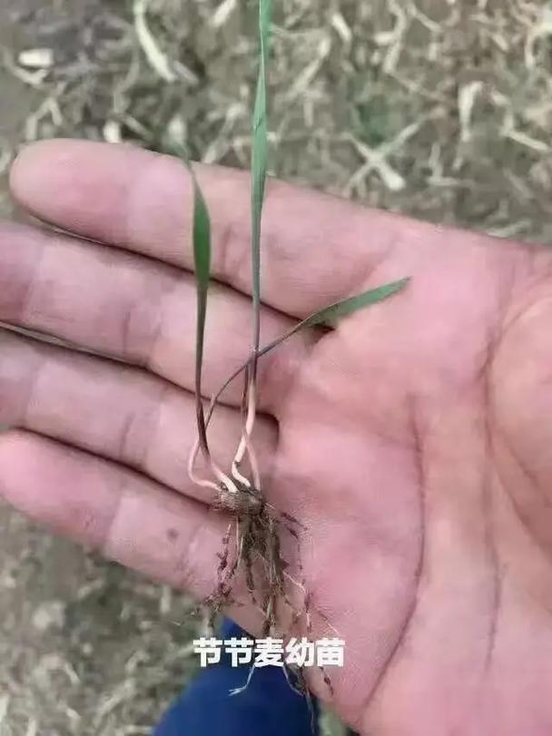 麦田被放金属尖锐物,