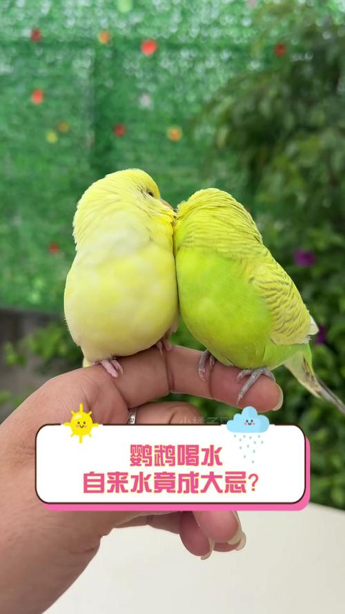 鹦鹉开饮水器喝水,鹦鹉开饮水器喝水好吗