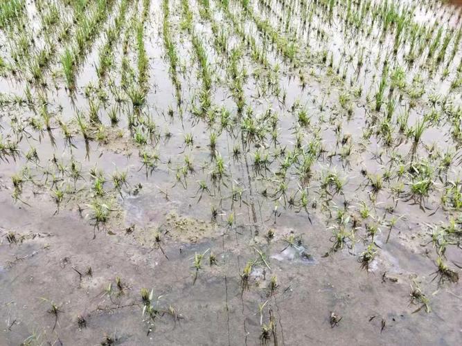 水污染致秧苗死亡,水污染致秧苗死亡的原因