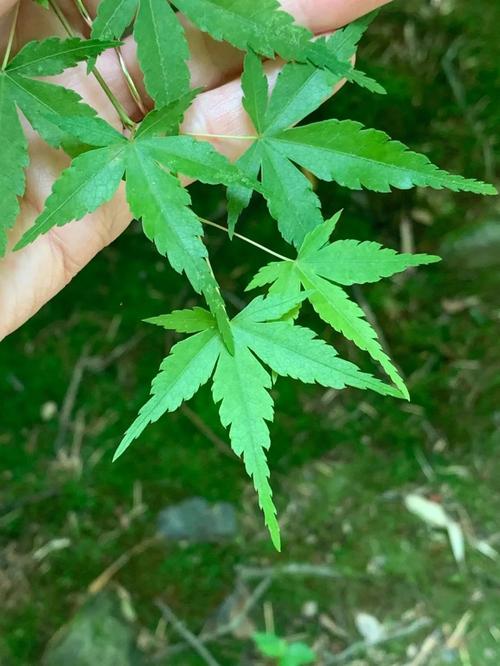 山丘形状酷似嘴唇,山丘形状酷似嘴唇的动物